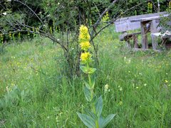 Gentiana lutea lutea