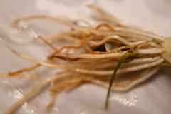 Eriocaulon aquaticum