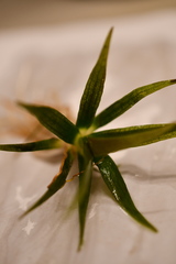 Eriocaulon aquaticum