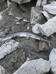 Lepisosteus platostomus