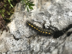Setina