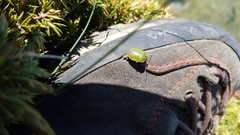 Chlorochroa juniperina