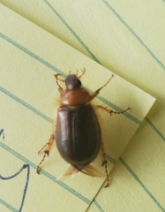 Phobetus comatus
