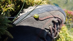 Chlorochroa juniperina
