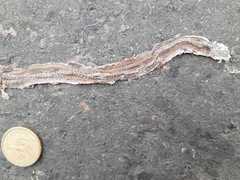 Coniophanes dromiciformis