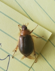 Phobetus comatus