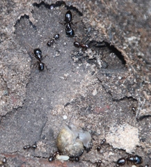 Camponotus empedocles