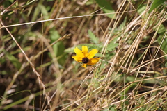 Rudbeckia amplexicaulis
