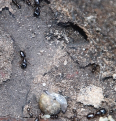 Camponotus empedocles