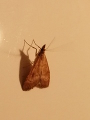 Udea fulvalis