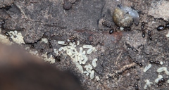 Camponotus empedocles