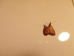 Udea fulvalis