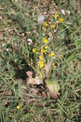 Senecio ampullaceus