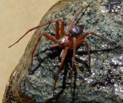 Philodromus aureolus