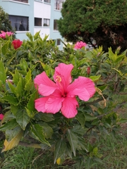 Hibiscus rosa-sinensis