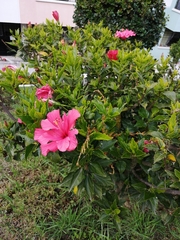 Hibiscus rosa-sinensis