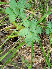 Desmanthus acuminatus