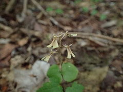Neottia smallii