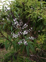 Aloysia citrodora