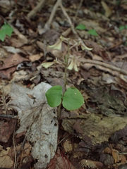 Neottia smallii