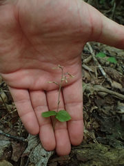 Neottia smallii