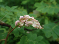 Robinia viscosa