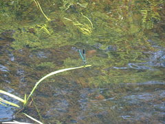 River Jewelwing