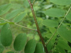 Robinia viscosa