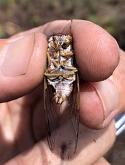 Diceroprocta olympusa