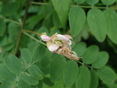 Robinia viscosa