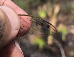 Diceroprocta olympusa