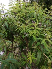 Aloysia citrodora