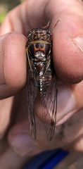 Diceroprocta olympusa