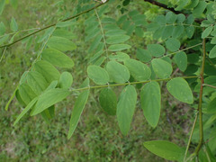 Robinia viscosa