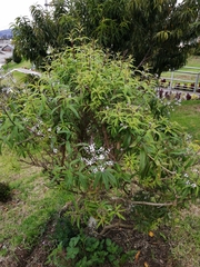Aloysia citrodora