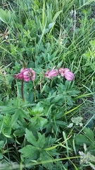 Astrantia major