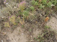 Orobanche balsensis