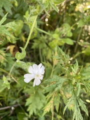 Silene latifolia