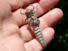 Cordulegaster maculata