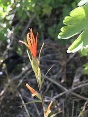 Castilleja minor