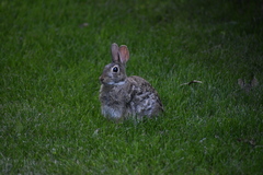 Sylvilagus floridanus