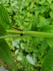 Brachiacantha ursina