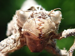 Cordulegaster maculata