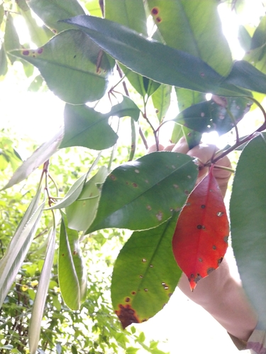 Photinia × fraseri, photograph 3