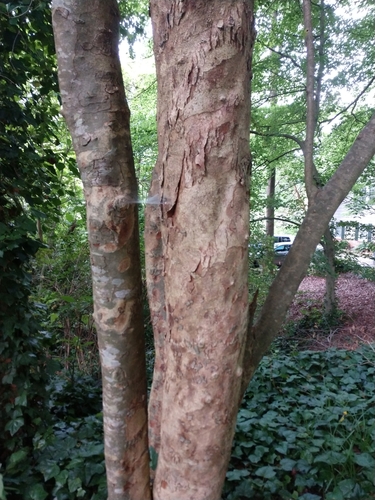 Photinia × fraseri, photograph 4