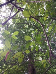 Photinia × fraseri, photograph Sam Taylor, CC BY, iNaturalist via GBIF