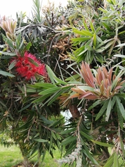 Melaleuca citrina