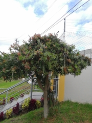Melaleuca citrina