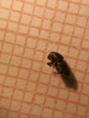 Scolytus