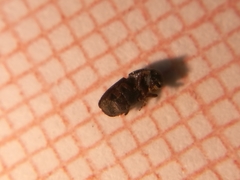 Scolytus